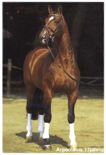 Argentinus, Champion showjumper