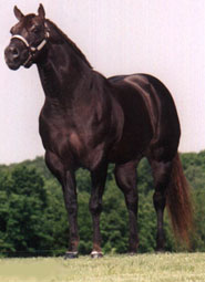 Eldorado's Diablo