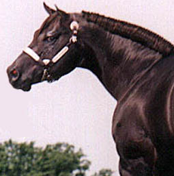Eldorado's Diablo