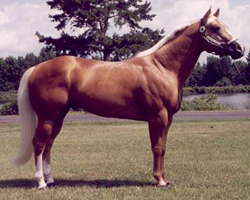 Somewhere Golden, Champion Halter & Speed Horse