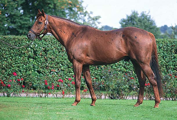 Imposing Native CF, Champion Hunter & Dressage Horse