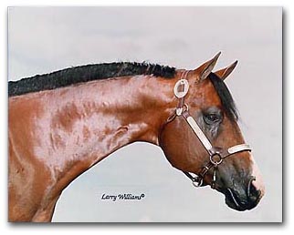The Bay Print Headstudy